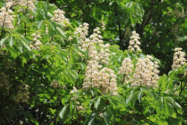 Floraison Luxuriante Châtaignier Printemps — Photo