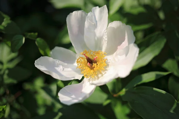 Peonia Rosa Selvatica Fiore Estate — Foto Stock