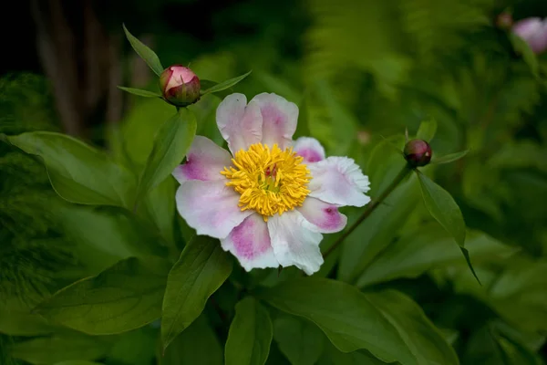 Floração Selvagem Peônia Rosa Verão — Fotografia de Stock