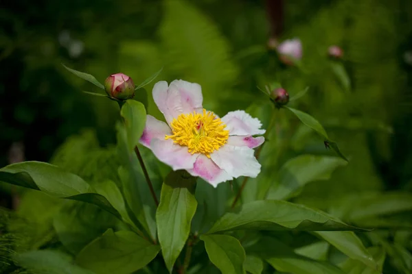 Vild Blommande Rosa Pion Sommaren — Stockfoto