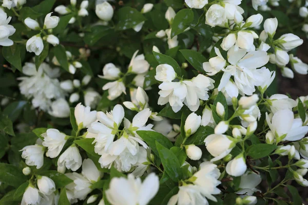 Saftig Blühender Jasminstrauch Frühling — Stockfoto