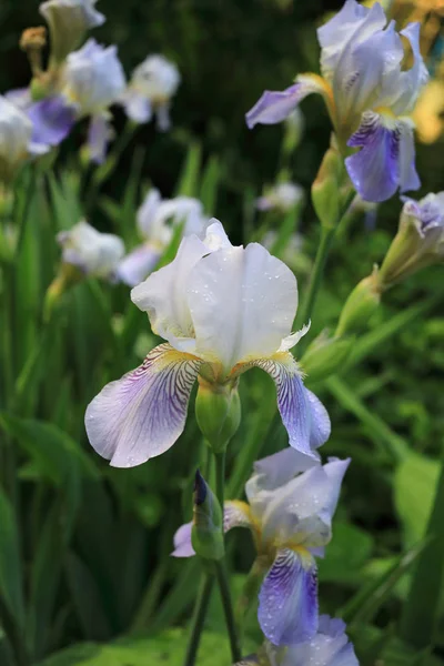 Pastel Gekleurde Bloeiende Irissen Het Voorjaar — Stockfoto
