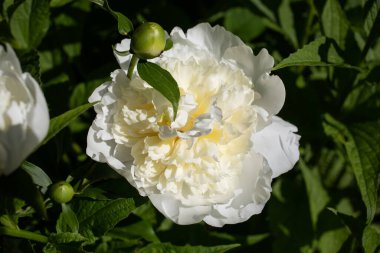 Yazın açan beyaz şakayık