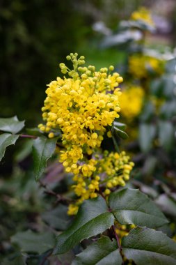 Yeşil arka planda sarı çiçekler, Çiçek açan Mahonia aquifolium