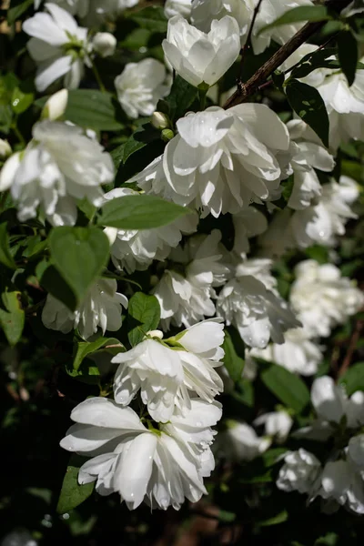 Saftig Blühender Jasminstrauch Frühling — Stockfoto