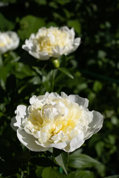 Fioritura Peonia Bianca Estate — Foto Stock