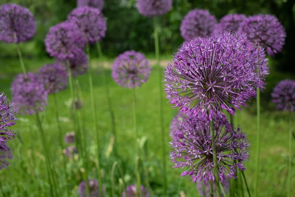 Blooming Purple Ornamental Garlic Spring Flower — Stock Photo, Image