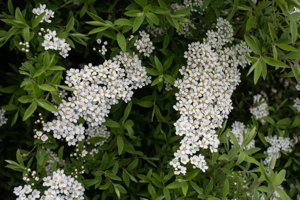 Parkta Beyaz Çiçekler Çiçekli Spirea Grefsheim — Stok fotoğraf