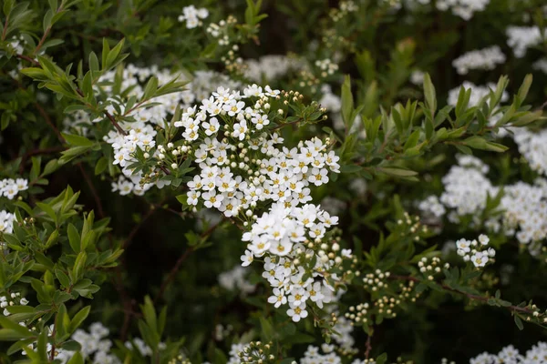 Fleurs Blanches Dans Parc Blooming Spirea Grefsheim — Photo