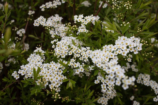 Λευκά Λουλούδια Στο Πάρκο Ανθισμένα Spirea Grefsheim — Φωτογραφία Αρχείου