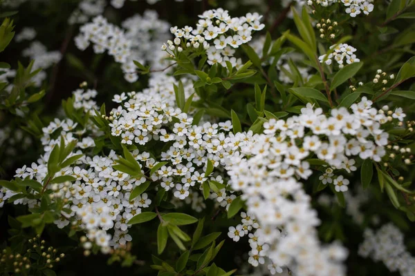 Fleurs Blanches Dans Parc Blooming Spirea Grefsheim — Photo