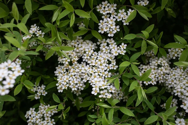 Fleurs Blanches Dans Parc Blooming Spirea Grefsheim — Photo