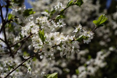 İlkbaharda kiraz ağacının çiçeği