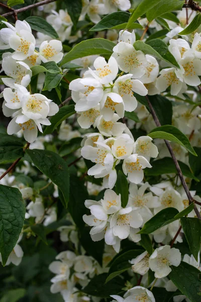 Blühender Zweig Von Weißem Jasmin Frühling Frische — Stockfoto