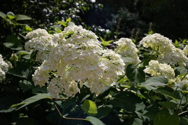 Buisson Hortensia Blanche Fleurs Été — Photo