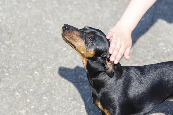 Çocuk Köpeğin Kafasını Okşayarak Hayvan Sevgisi — Stok fotoğraf