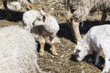 Ahırda yan yana duran iki genç koyun