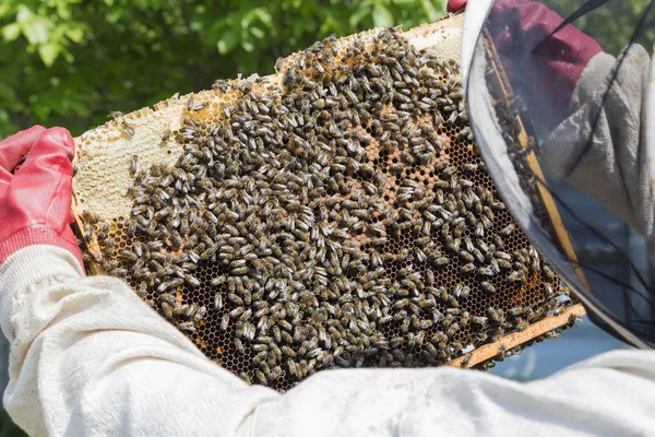 Imker Holt Die Bienenwabe Auf Holzrahmen Heraus Situation Bienenvolk Unter — Stockfoto