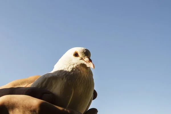 Piękna Biała Gołębica Siedząc Rękę Kobieta — Zdjęcie stockowe