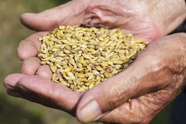 eski eller a avuç-in tahıl tutan bir çiftçi. Sağlıklı beslenme. Tarım.