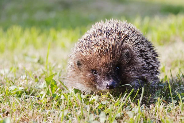 Batı Avrupa kirpi europaeus yeşil çayır üzerinde.