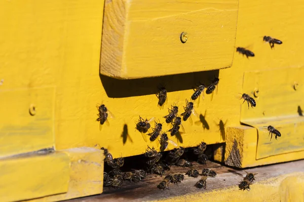 蜜蜂在蜂巢中飞翔. — 图库照片