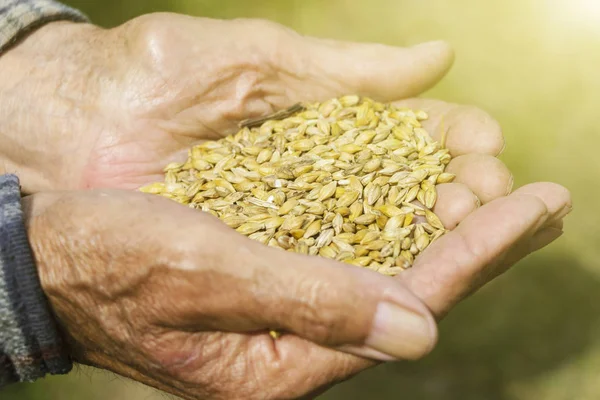 eski eller a avuç-in tahıl tutan bir çiftçi. Sağlıklı beslenme. Tarım.