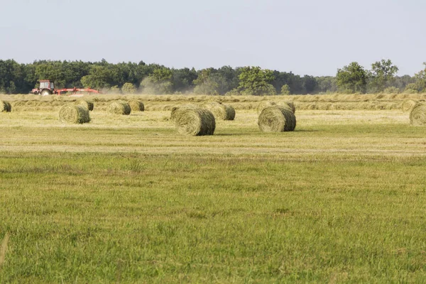 tractor in the distance to collect hay. field with hay rolls. Summer day