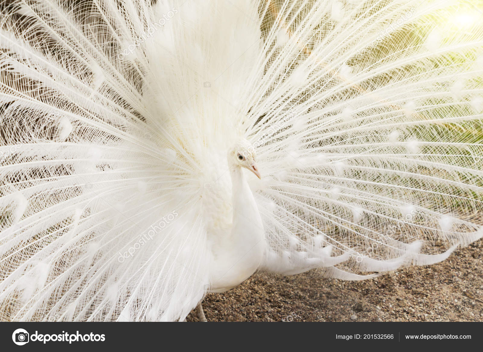 Albino Peacock Feathers For Sale Close Beautiful White Peacock Feathers Out Stock Photo C Mihail39 Albino Peacock Feathers For Sale Close Beautiful White Peacock Feathers Out Stock Photo C Mihail39
