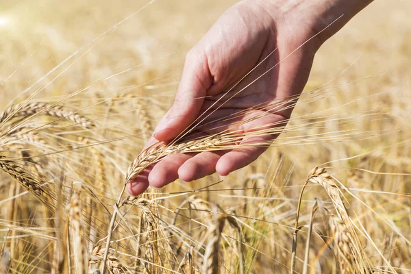 Wheat on hand. Plant, nature, rye. Crop on farm. Stem with seed for cereal bread. Royalty Free Stock Images