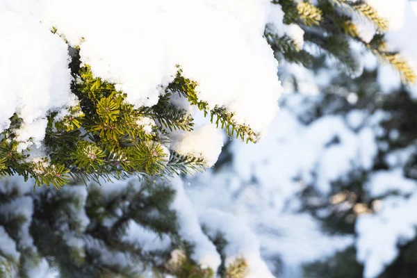 Árbol Abeto Perenne Navidad Con Nieve Fresca Sobre Blanco — Foto de Stock