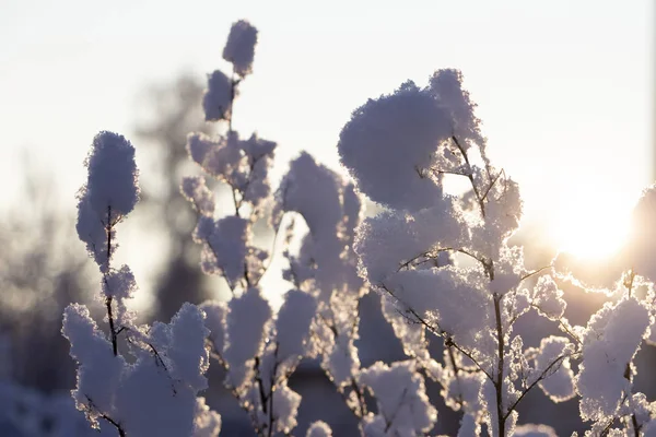 Ramas Árboles Nieve Contra Sol Poniente — Foto de Stock