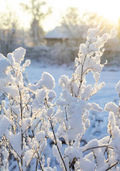 Ramas Árboles Nieve Contra Sol Poniente — Foto de Stock