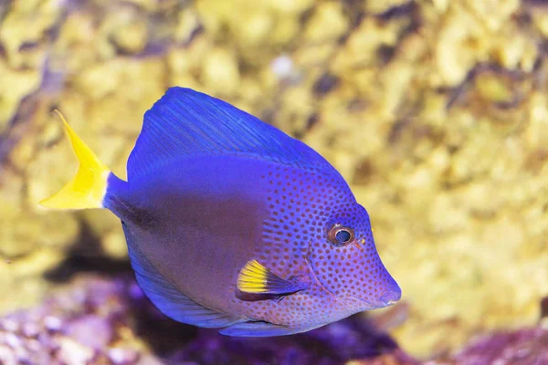 Big blue fish in their natural habitat — Stock Photo, Image