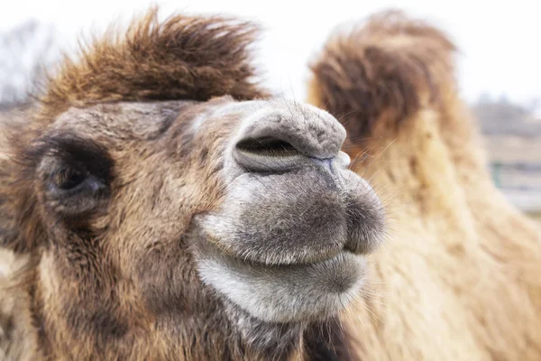 güzel Orta Doğu deve atış kapatın