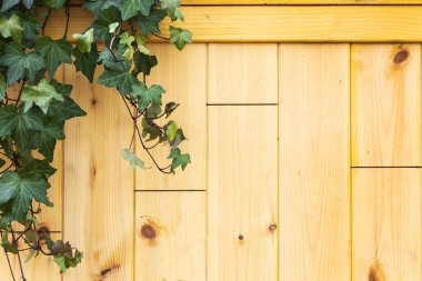 Ahşap duvar arka plan dokusu üzerinde yeşil sarmaşık dolu