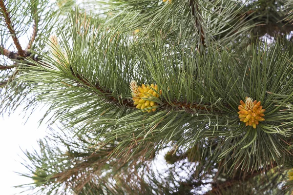 Pine branches with yellow pollen, pine blossom. — Stock Photo, Image