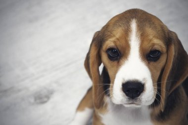 küçük sevimli Tricolor Beagle köpek yavrusu, üzücü bir görünüm.