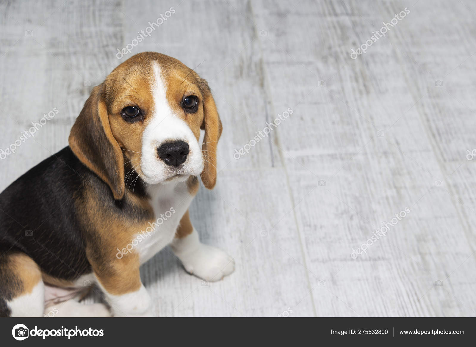 tricolor beagle