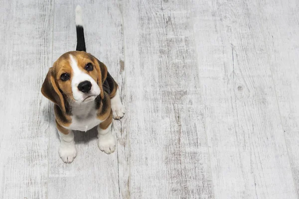 küçük sevimli Tricolor Beagle köpek yavrusu, üzücü bir görünüm.