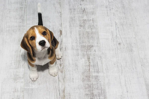 Pequeño lindo tricolor Beagle cachorro, mirada triste . —  Fotos de Stock