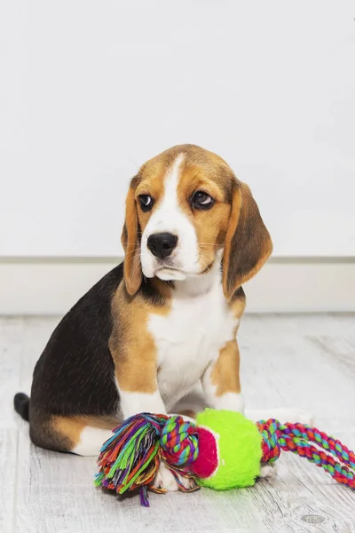 Malý roztomilý Tricolor Beagle štěně, smutný pohled. — Stock fotografie