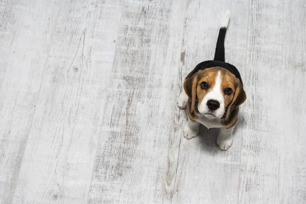 Malý roztomilý Tricolor Beagle štěně, smutný pohled. — Stock fotografie