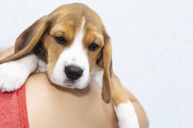 küçük sevimli Tricolor Beagle köpek yavrusu, üzücü bir görünüm.