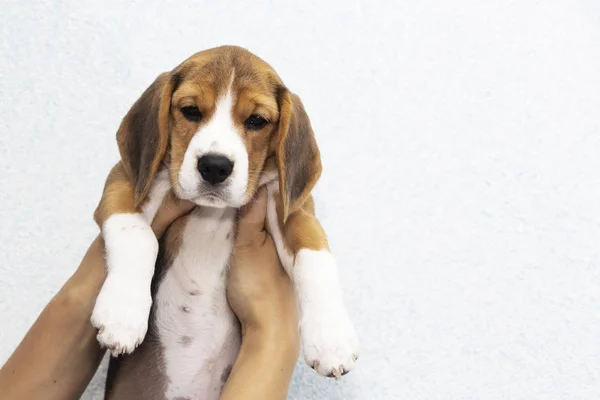 Malý roztomilý Tricolor Beagle štěně, smutný pohled. — Stock fotografie