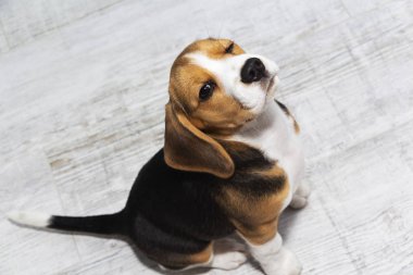 Hafif arka planda sevimli Beagle köpek yavrusu Closeup portre fotoğrafı