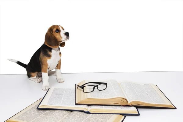 Śliczne szczeniak Beagle z książką i okularami. — Zdjęcie stockowe