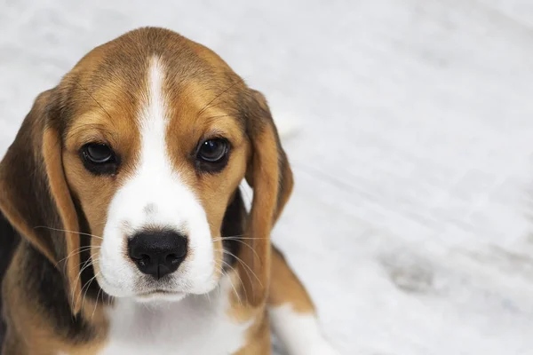 Petit chiot beagle tricolore mignon, regard triste . — Photo