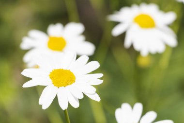 Field Daisy yakın çekim çiçekleri. Alternatif tıp. Yaz arka planı