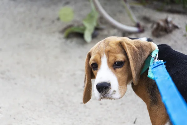 Petit chiot beagle tricolore mignon, regard triste . — Photo